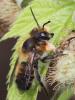 Megachile willughbiella